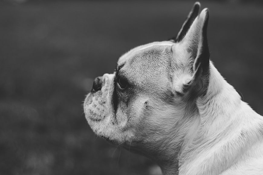 Black and white profile portrait of a French Bulldog