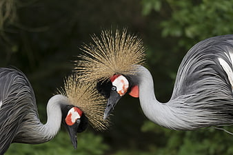 Close-up of Grey Crowned Cranes with Golden Crests