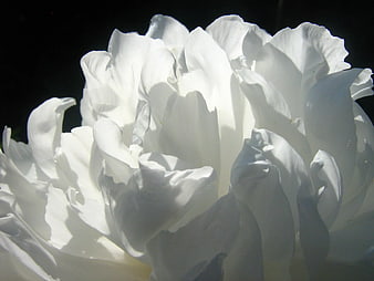 Close-up of white peony flower petals against black background