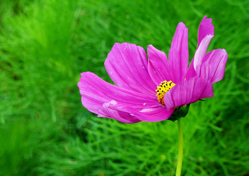 Close-up of a vibrant pink cosmos flower with green background