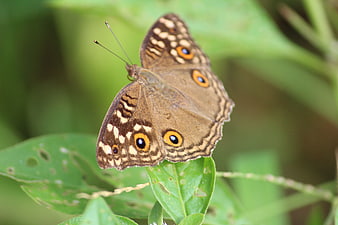 Brown butterfly with eye spots resting on green leaf