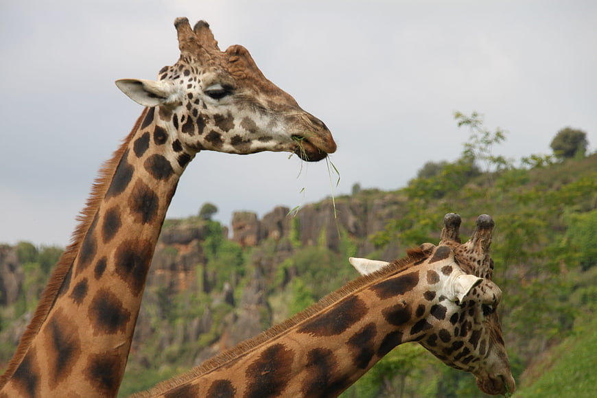 Two Giraffes Eating Grass in African Savanna Landscape