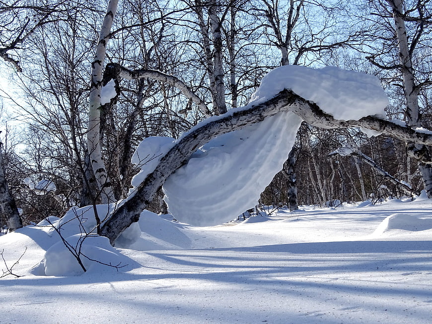 Snow-covered birch branch in a winter forest landscape