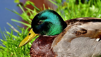 Close-up of a male mallard duck with iridescent green head
