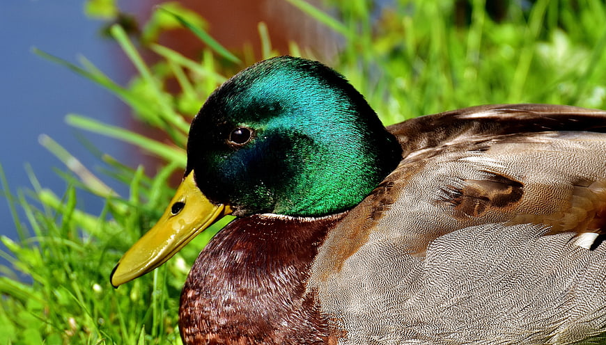 Close-up of a male mallard duck with iridescent green head