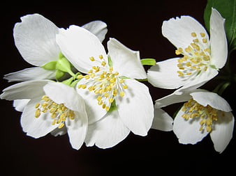 Close-up of white jasmine flowers with yellow stamens on black background