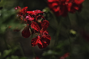Red Geranium Flower With Water Droplets On Dark Green Background