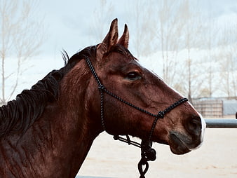 Close-up portrait of a brown horse in winter