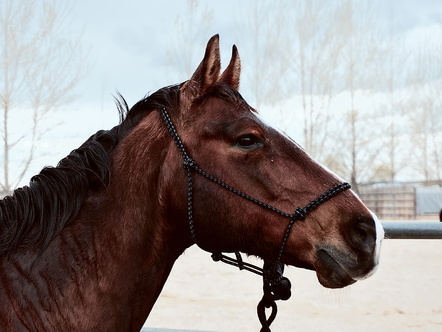 Close-up portrait of a brown horse in winter