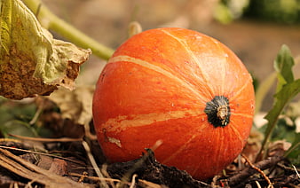 Close-up of a fresh orange Hokkaido pumpkin resting on garden soil