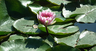 Pink water lily blooming on green lily pads in pond