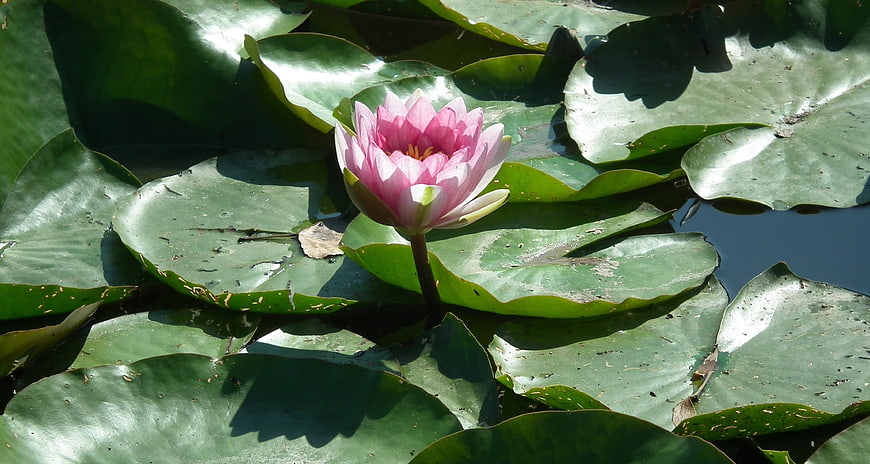 Pink water lily blooming on green lily pads in pond