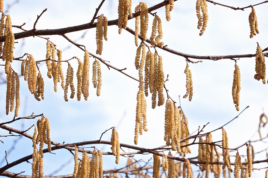 Hazel catkins hanging on branches against blue sky