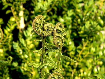 Close-up of unfurling green fern fronds in sunlight
