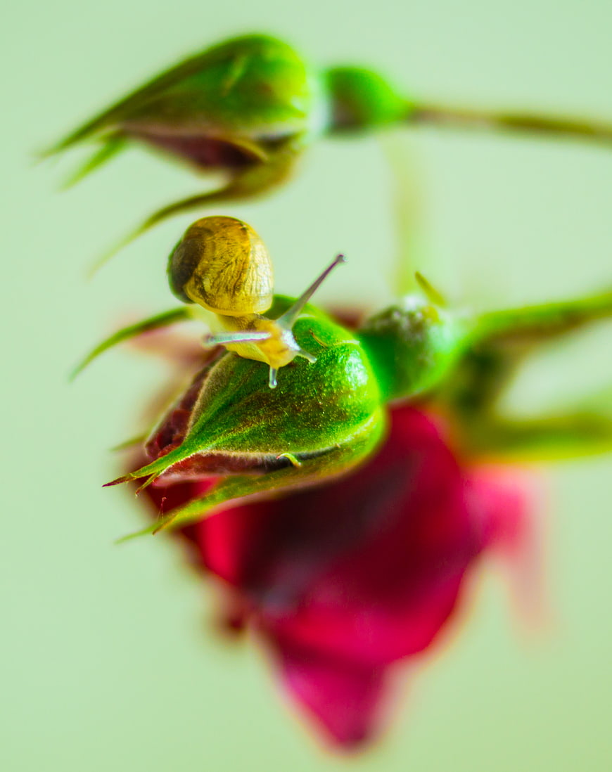 Tiny Snail on Green Rose Bud Macro Nature Photography