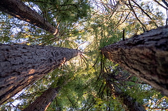 Low angle view looking up at tall pine tree trunks in forest