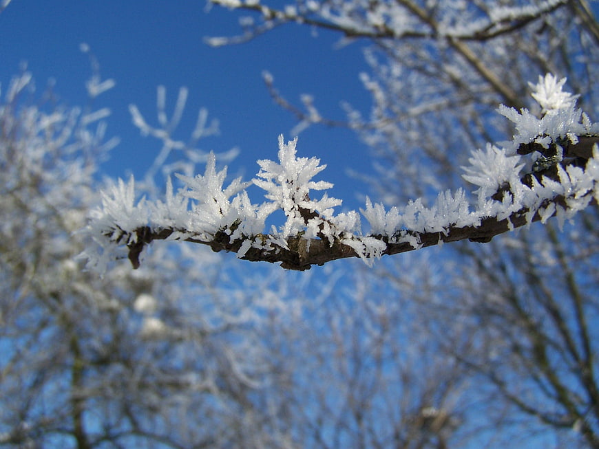Frosty tree branch against a clear blue winter sky