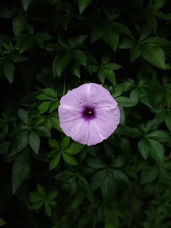 Purple Morning Glory Flower on Dark Green Leaves