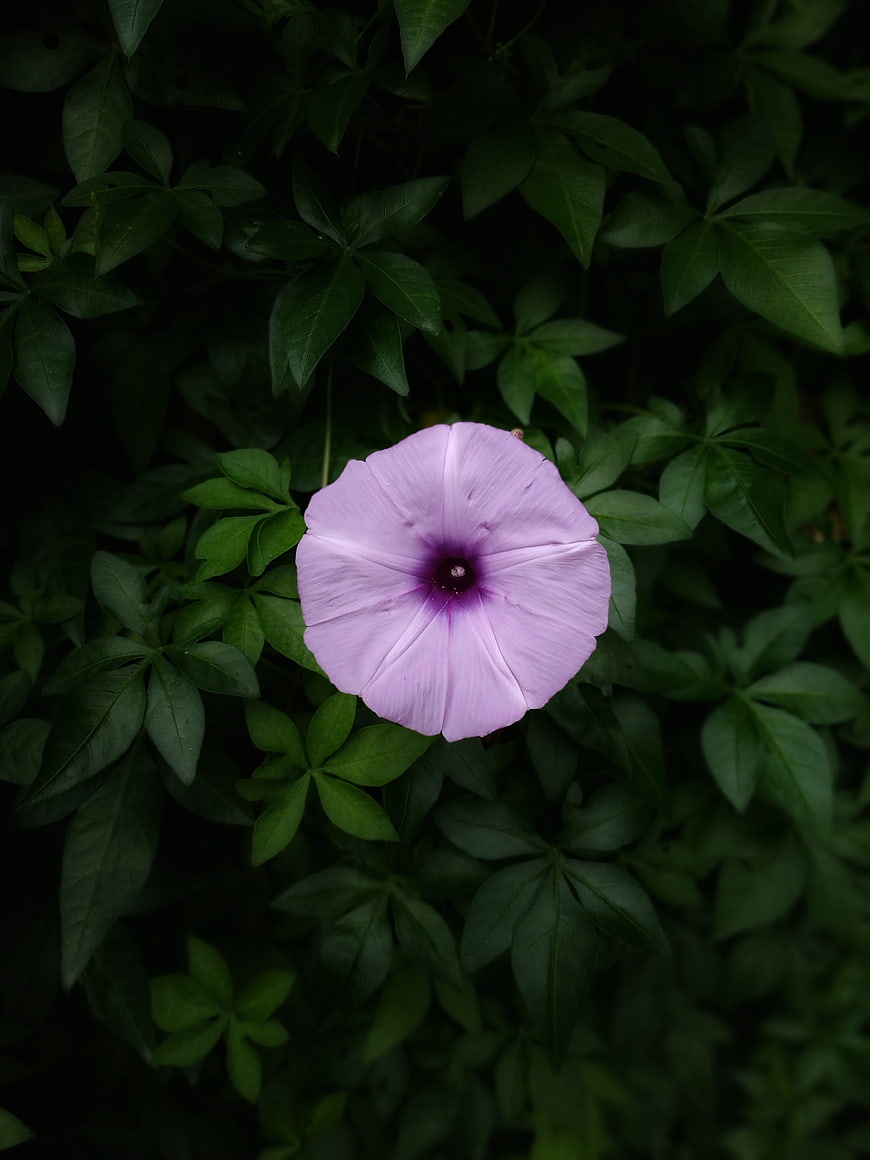 Purple Morning Glory Flower on Dark Green Leaves