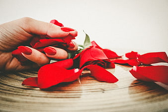 Woman's Hand with Red Nails Holding Red Rose Petals