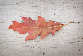 Red Oak Leaf on White Wooden Background