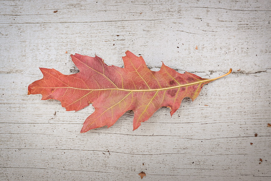 Red Oak Leaf on White Wooden Background