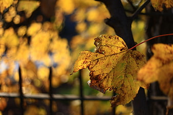 Close-up of yellow autumn maple leaf with brown spots