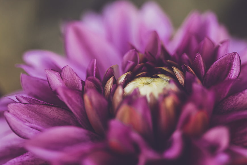 Close-up of purple dahlia flower with soft focus background