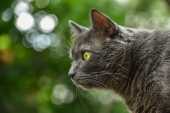 Close-up profile of a gray cat with yellow eyes against a green bokeh background