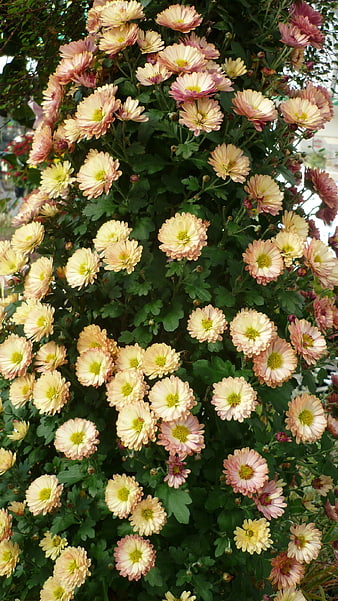 Dense Bush of Pink and Cream Chrysanthemums