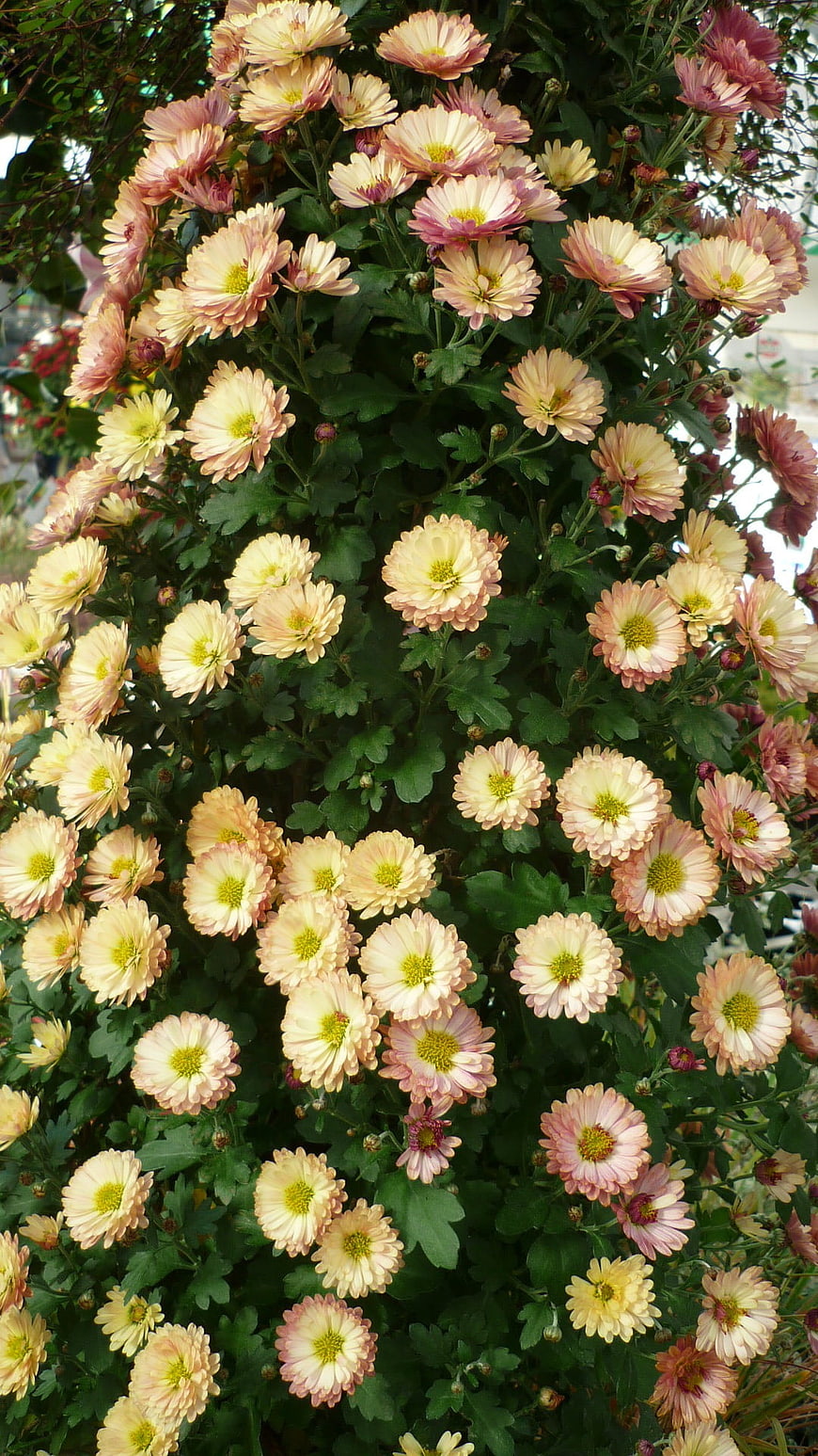 Dense Bush of Pink and Cream Chrysanthemums