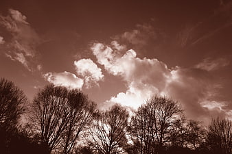 Sepia Silhouette of Bare Trees Against Dramatic Cloudy Sky