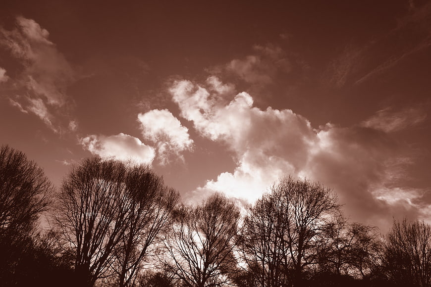 Sepia Silhouette of Bare Trees Against Dramatic Cloudy Sky