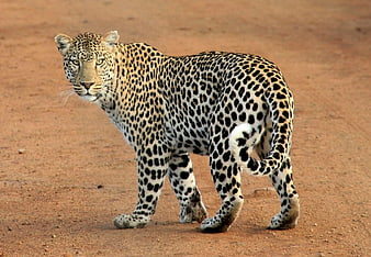 Leopard Walking on Red Dirt Path in African Savanna
