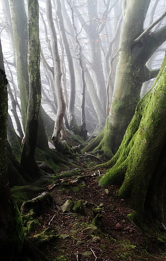 Misty Mossy Forest Path with Ancient Trees