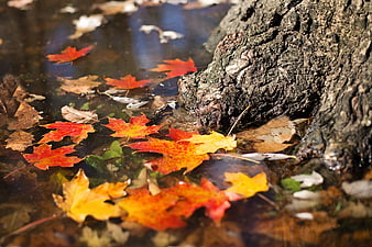 Colorful autumn maple leaves floating in a puddle near tree bark
