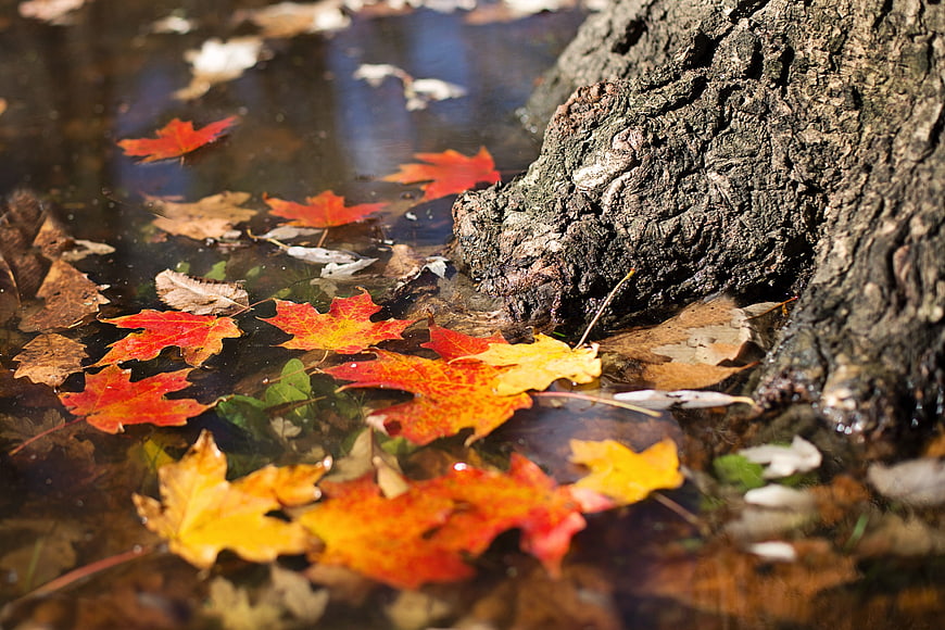 Colorful autumn maple leaves floating in a puddle near tree bark