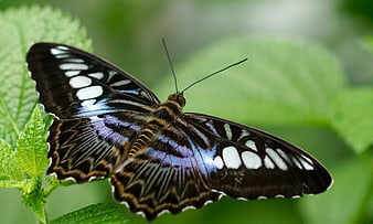 Close-up of Black and Blue Butterfly on Green Leaf