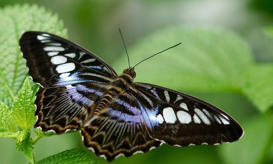 Close-up of Black and Blue Butterfly on Green Leaf