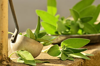 Fresh sage leaves in rustic watering can on wooden surface