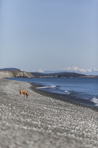 Brown dog sniffing on pebble beach with mountains