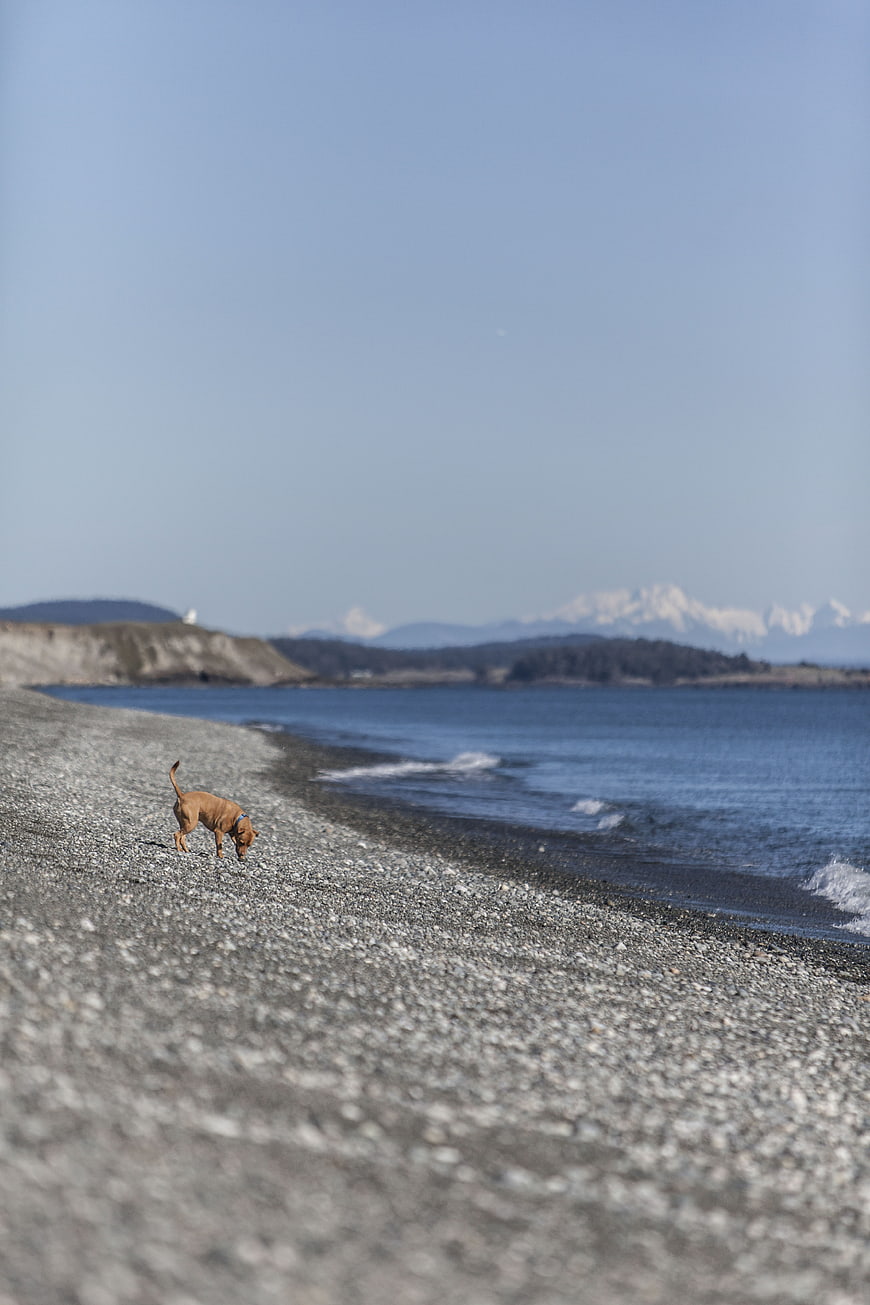 Brown dog sniffing on pebble beach with mountains