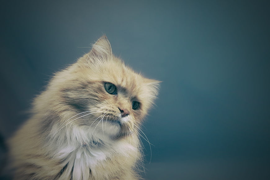 Fluffy Ginger Cat Portrait Against Blue Background