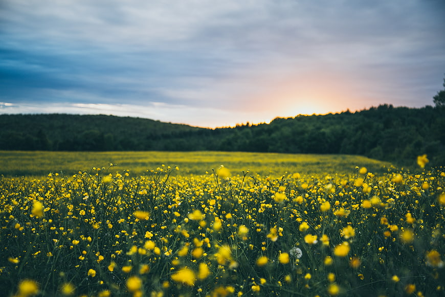 Yellow wildflower field at sunset with forest background