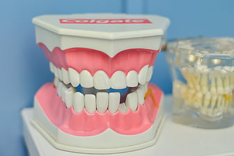 Colgate Dental Model With Teeth And Cotton Swabs