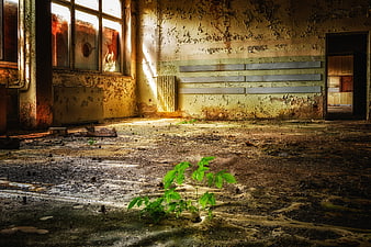Green plant growing in abandoned room with peeling walls