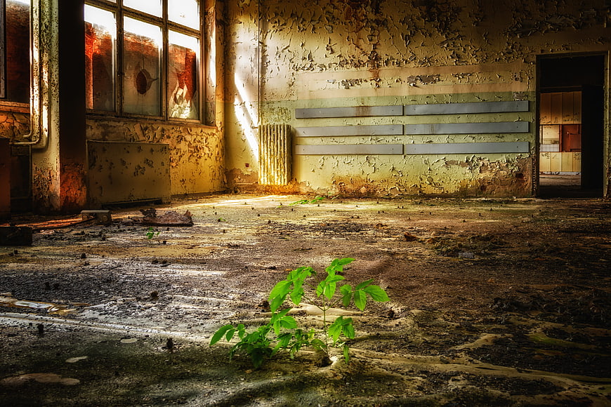 Green plant growing in abandoned room with peeling walls