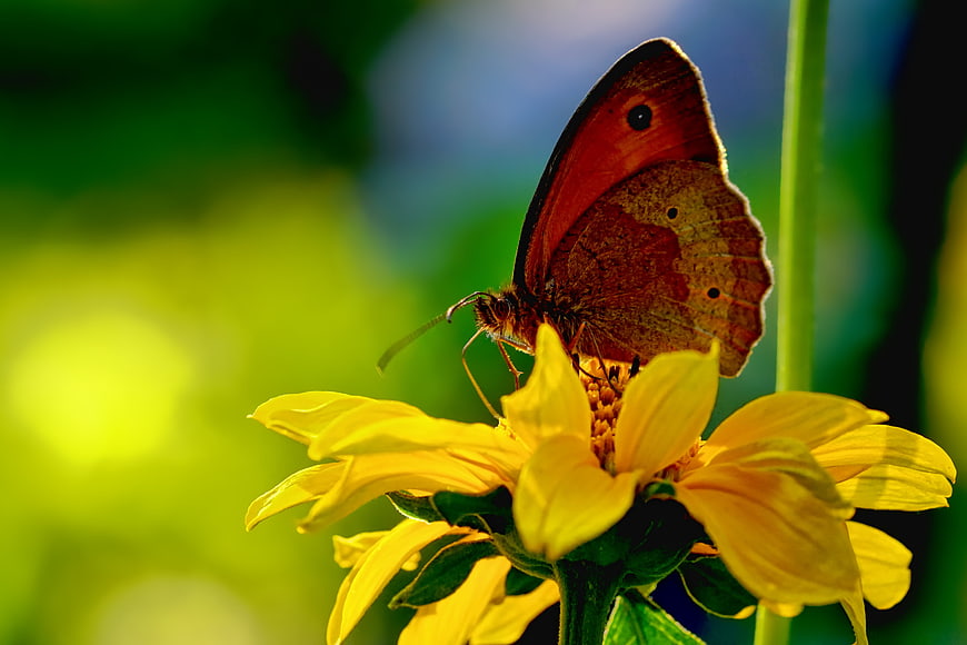 Close-up of a Meadow Brown Butterfly on a Yellow Flower