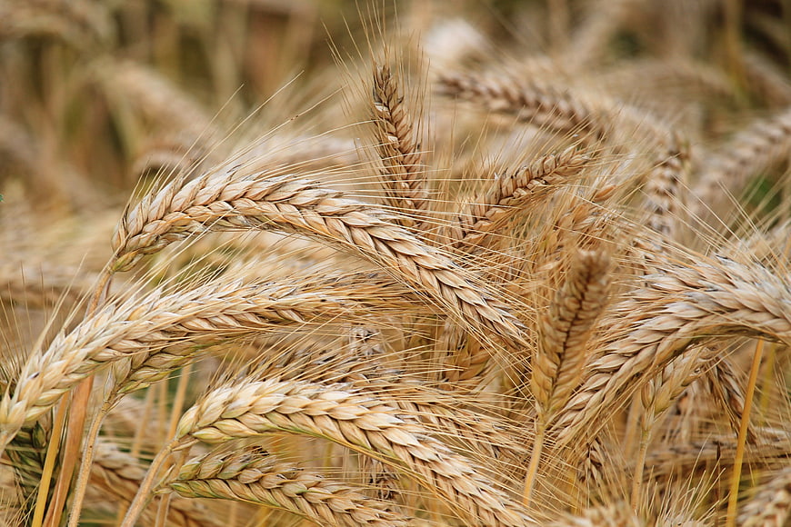 Close-up of Golden Wheat Ears in a Field