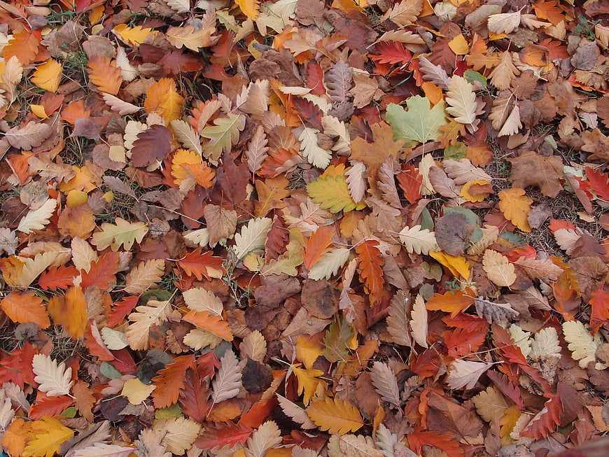 Top view of colorful autumn leaves on the ground